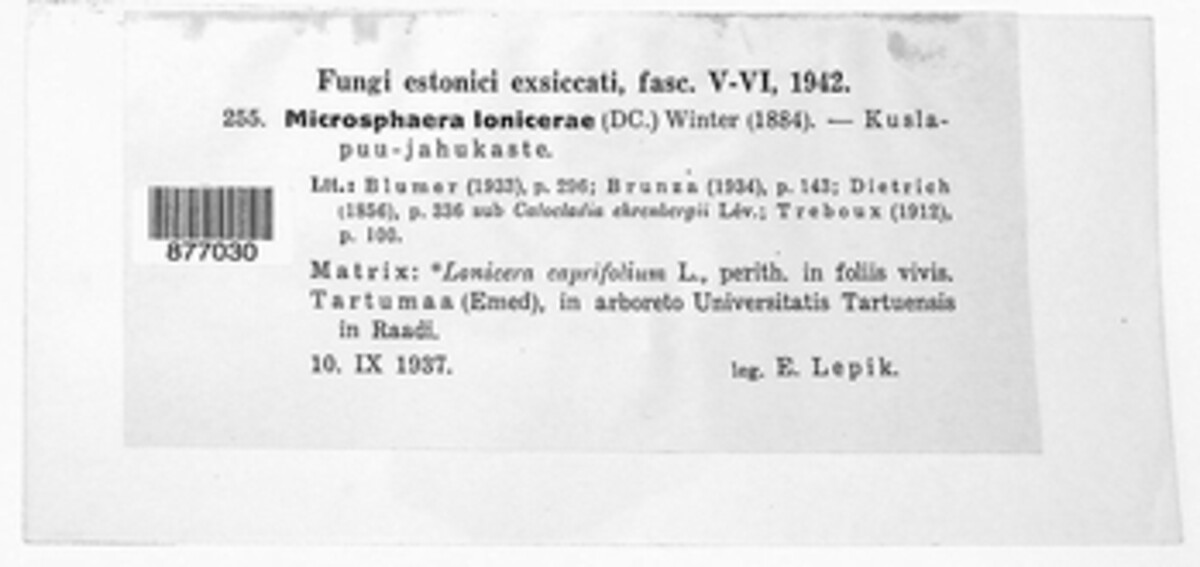 Erysiphe lonicerae image